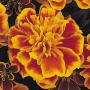 Seminte profesionale Tagetes patula - Craite pitice - imagine 48897